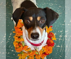 Rat Terrier Dogs for adoption in Atlanta, GA, USA