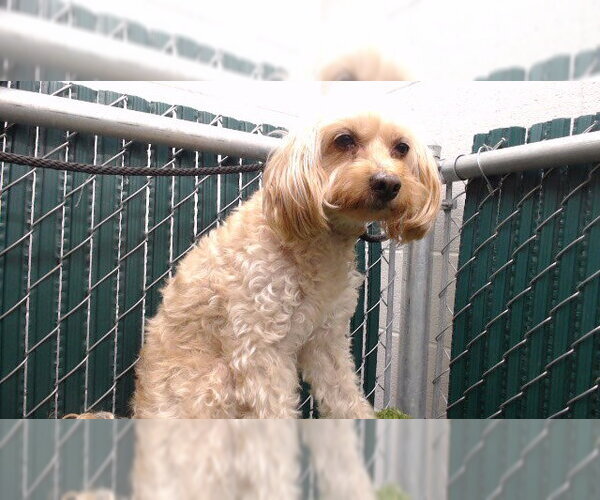 Medium Photo #1 Mutt Puppy For Sale in Downey, CA, USA