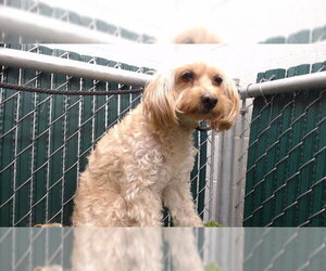 Mutt Dogs for adoption in Downey, CA, USA