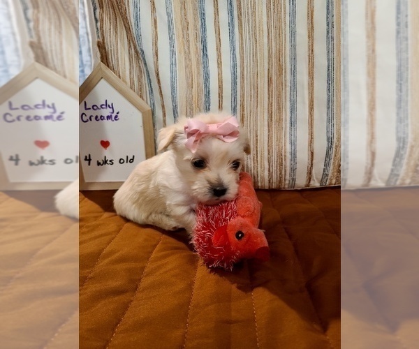 Medium Photo #2 Chorkie Puppy For Sale in DESOTO, TX, USA