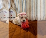 Small Photo #2 Chorkie Puppy For Sale in DESOTO, TX, USA