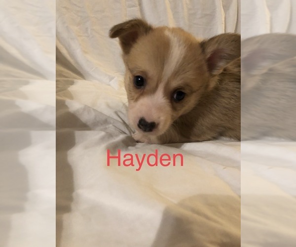 Medium Photo #5 Pembroke Welsh Corgi Puppy For Sale in RAMONA, OK, USA