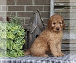 Small Photo #8 Goldendoodle Puppy For Sale in FREDERICKSBURG, OH, USA