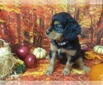 Small Photo #3 Australian Shepherd-Cavalier King Charles Spaniel Mix Puppy For Sale in HOWLAND, OH, USA