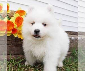 Samoyed Puppy for sale in THORP, WI, USA