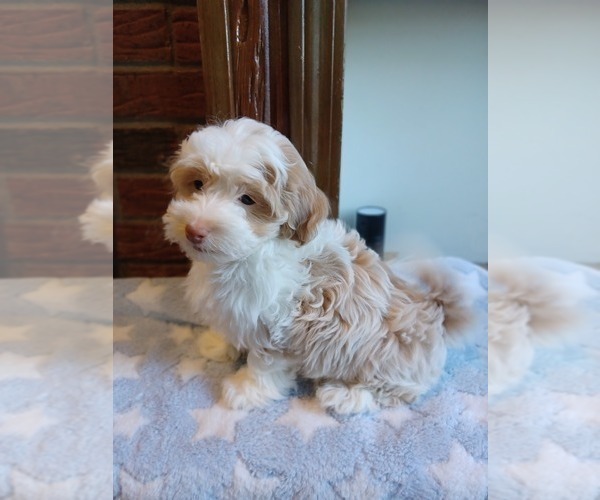 Medium Photo #1 Havapoo Puppy For Sale in LOUISVILLE, KY, USA