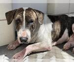 Small #1 Basset Hound-Bull Terrier Mix