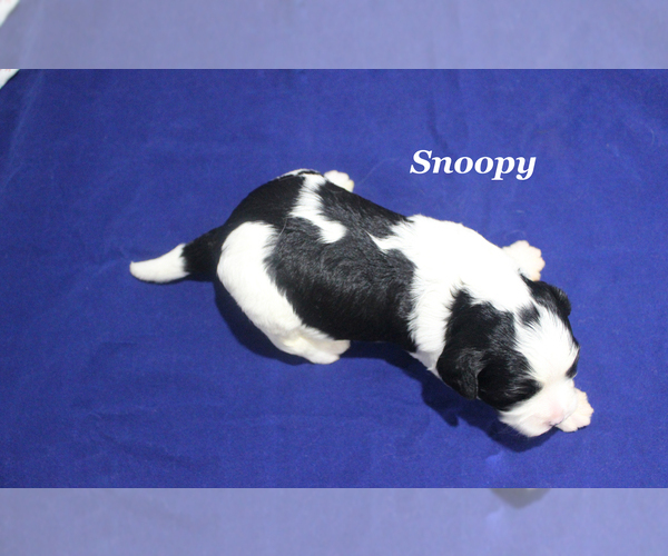 Medium Photo #5 Cavapoo Puppy For Sale in CHANUTE, KS, USA