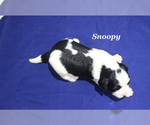 Small #4 Cavapoo