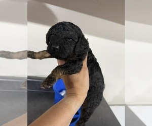 Poodle (Miniature) Puppy for sale in CONCORD, MN, USA