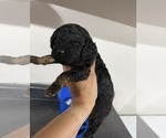 Small Poodle (Miniature)