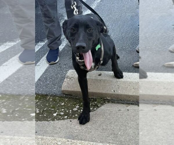 Medium Photo #3 Labrador Retriever-Unknown Mix Puppy For Sale in Silver Spring, MD, USA
