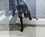 Small #2 Labrador Retriever Mix