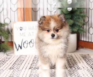 Pomeranian Puppy for sale in NAPLES, FL, USA