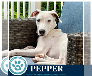 Pepper (Deli Delights) 091926 - Male Labrador Retriever-Unknown Mix Dog for Adoption - Photo #6