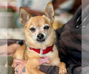 Marley - Male Chihuahua-Unknown Mix Dog for Adoption - Photo #5