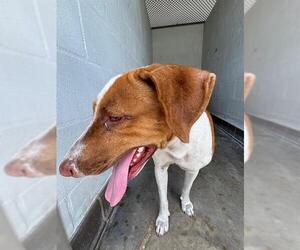 Mutt Dogs for adoption in Sanford, FL, USA
