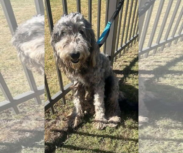 Medium Photo #4 Poodle (Standard)-Unknown Mix Puppy For Sale in Grafton, WI, USA