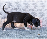 Small Photo #109 Great Dane Puppy For Sale in WAKARUSA, IN, USA