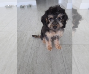 Cavapoo (Standard) Puppy for sale in FORT MYERS, FL, USA