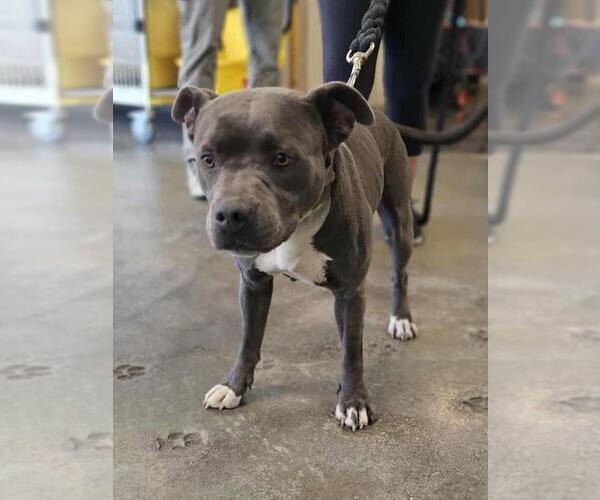 Medium Photo #1 American Pit Bull Terrier-Unknown Mix Puppy For Sale in Rockwall, TX, USA