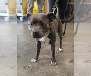 American Pit Bull Terrier-Unknown Mix Dogs for adoption in Rockwall, TX, USA