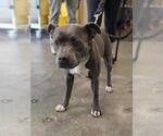 Small American Pit Bull Terrier Mix
