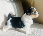 Small Photo #1 Biewer Terrier Puppy For Sale in CHULA VISTA, CA, USA