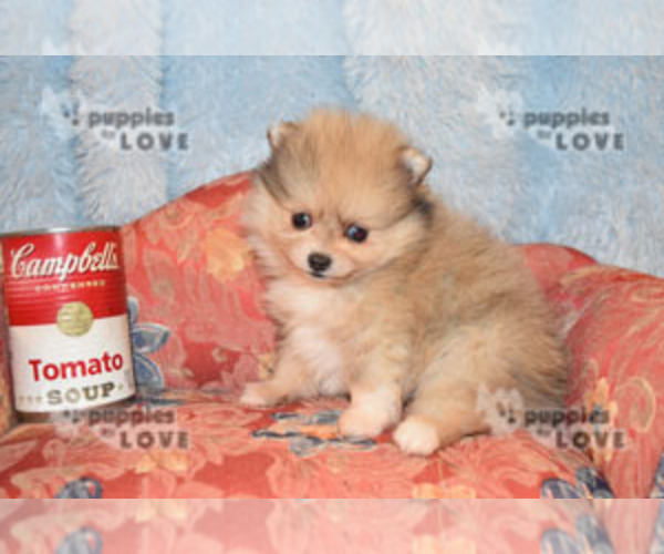 Medium Photo #3 Pomeranian Puppy For Sale in SANGER, TX, USA