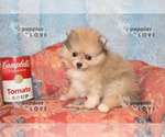Small Photo #3 Pomeranian Puppy For Sale in SANGER, TX, USA