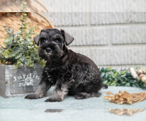Medium Schnauzer (Miniature)