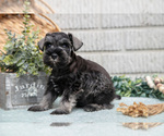 Puppy Snickers Schnauzer (Miniature)