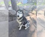 YETI - Male Siberian Husky Dog for Adoption - Small photo