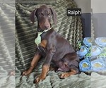 Small #1 Doberman Pinscher