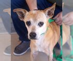 Small #1 Chihuahua
