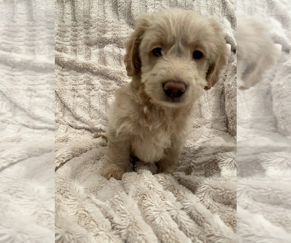 Medium Photo #8 Goldendoodle Puppy For Sale in IRWIN, PA, USA