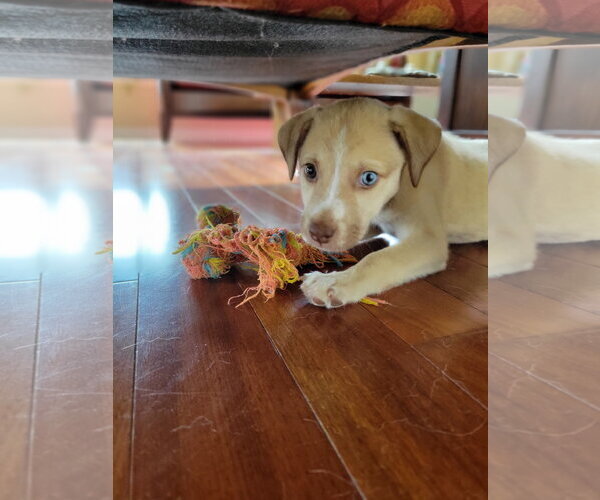 Medium Photo #3 Chihuahua-Siberian Husky Mix Puppy For Sale in Missouri City, TX, USA