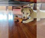 Small #2 Chihuahua-Siberian Husky Mix