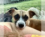 Small Chihuahua Mix