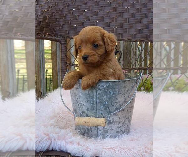 Medium Photo #30 Cock-A-Poo-Poodle (Miniature) Mix Puppy For Sale in SALEM, MO, USA
