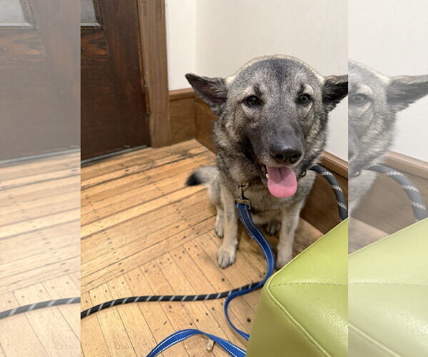 Medium Photo #6 Norwegian Elkhound Puppy For Sale in St. Louis Park, MN, USA