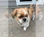 Small #1 Shih Tzu