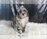 Puppy Champ AKC Poodle (Toy)