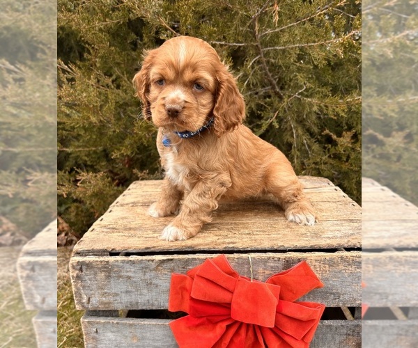 Medium Photo #3 Cocker Spaniel Puppy For Sale in MIDDLEBURY, IN, USA