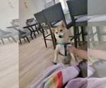 Small Photo #1 Shiba Inu Puppy For Sale in TEMPLE, TX, USA