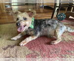Small #1 Mutt