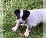 Small #1 Australian Cattle Dog
