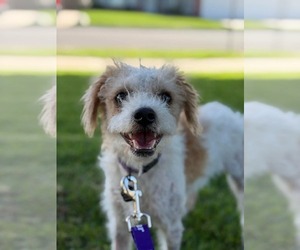 Mutt Dogs for adoption in Menifee, CA, USA