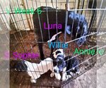 Small Photo #6 Great Dane Puppy For Sale in Orange Grove, TX, USA