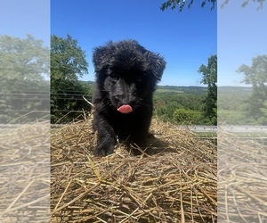 Belgian Sheepdog Puppy for sale in AVELLA, PA, USA